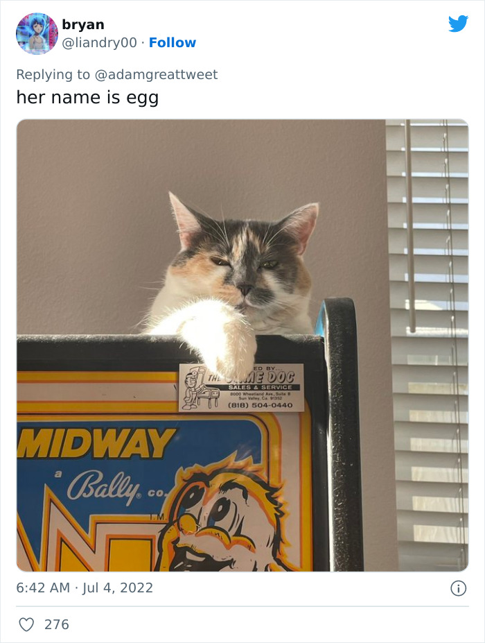 Cat-Funny-Names-Twitter