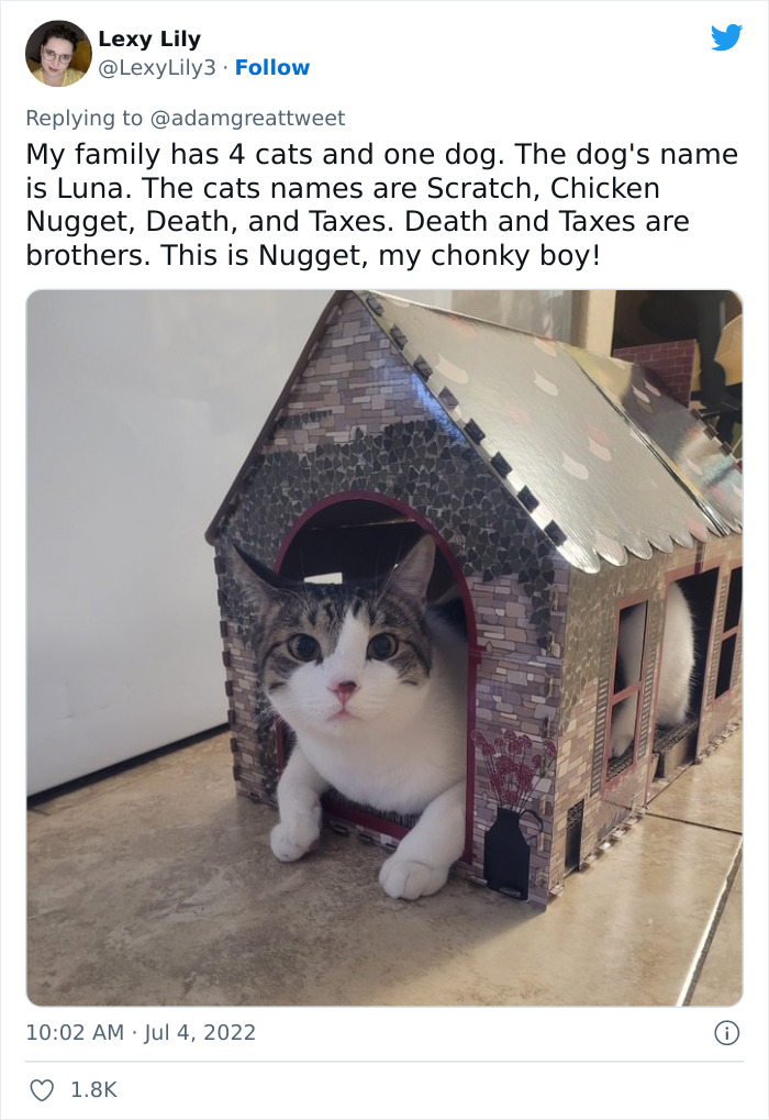 Cat-Funny-Names-Twitter