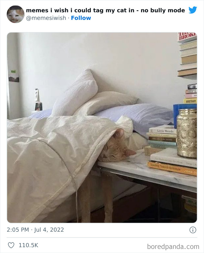 Funny-Relatable-Cat-Memes-Tweets