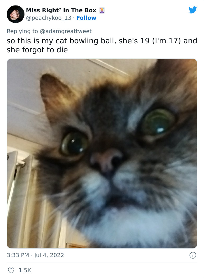 Cat-Funny-Names-Twitter