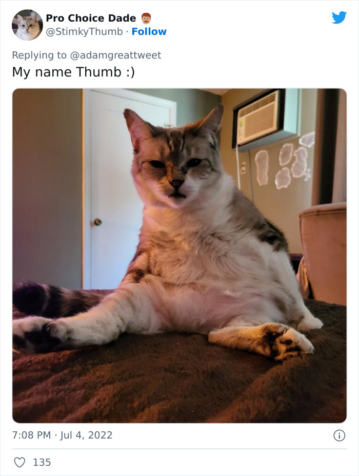 Cat-Funny-Names-Twitter