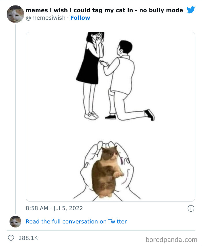 Funny-Relatable-Cat-Memes-Tweets