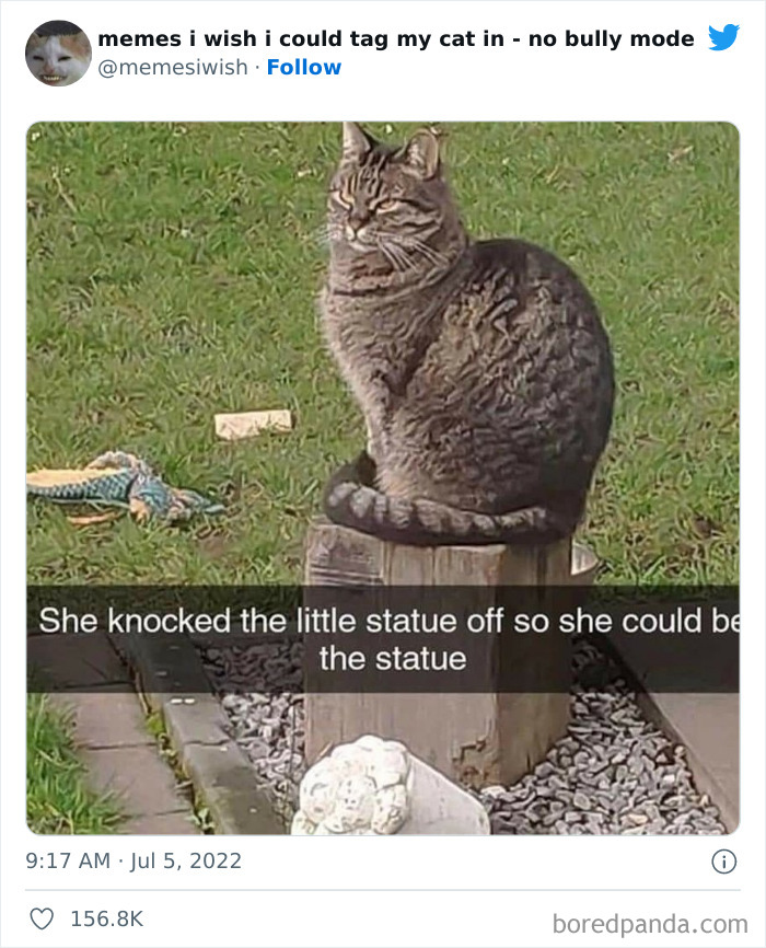 Funny-Relatable-Cat-Memes-Tweets