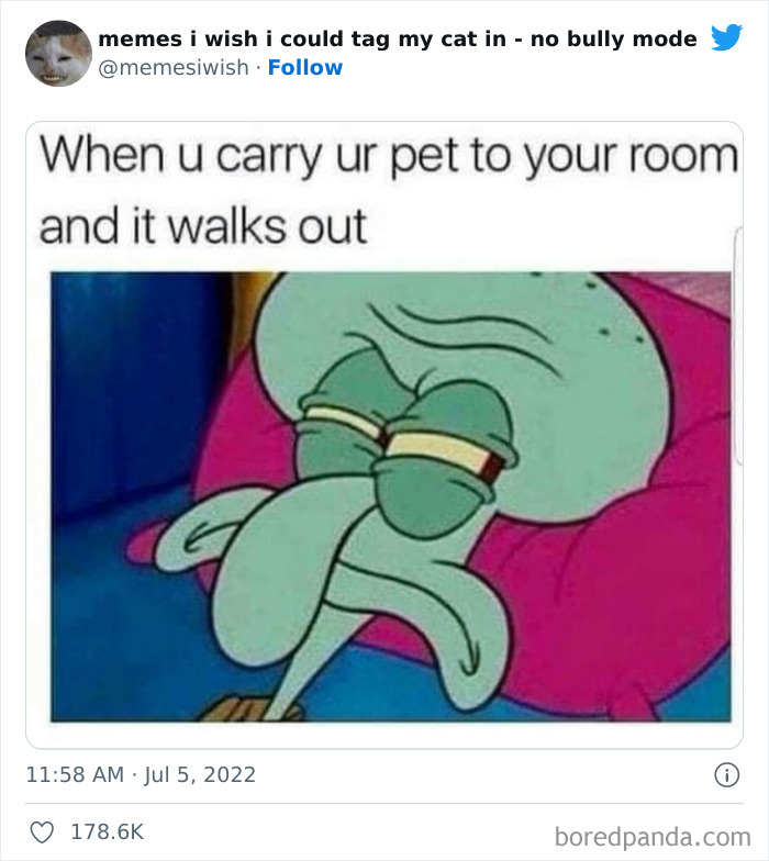 Funny-Relatable-Cat-Memes-Tweets