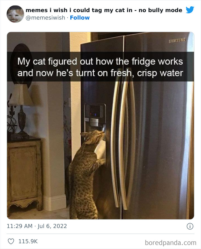 Funny-Relatable-Cat-Memes-Tweets