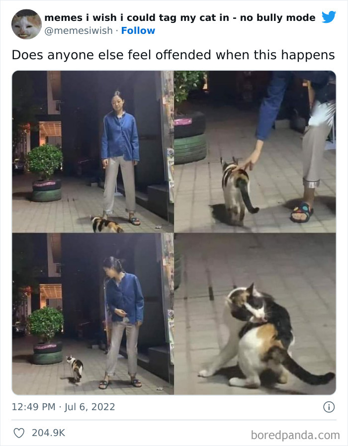 Funny-Relatable-Cat-Memes-Tweets