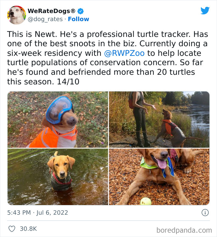 Funny-Dog-Rates-Twitter