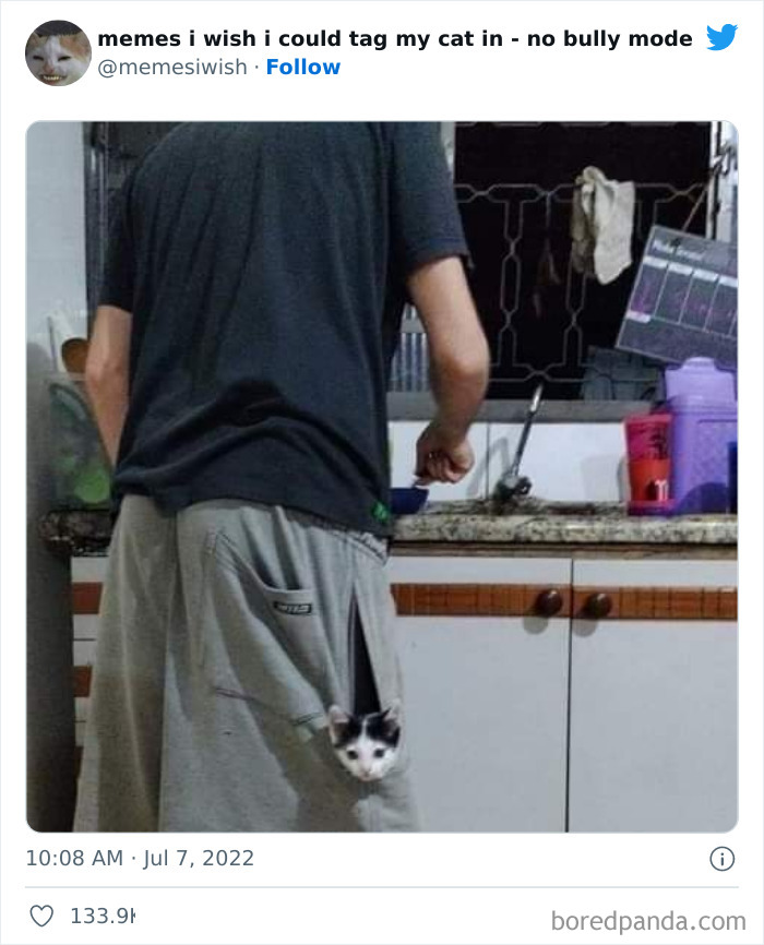 Funny-Relatable-Cat-Memes-Tweets