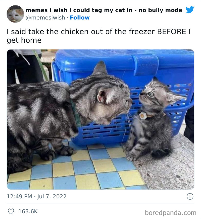 Funny-Relatable-Cat-Memes-Tweets