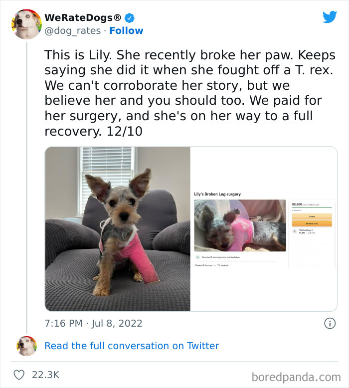 Funny-Dog-Rates-Twitter