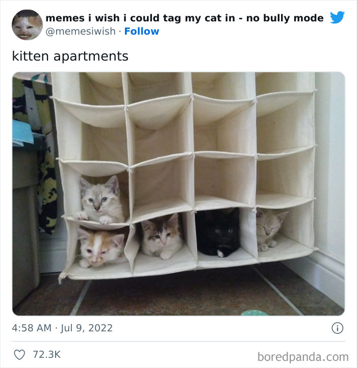 Funny-Relatable-Cat-Memes-Tweets