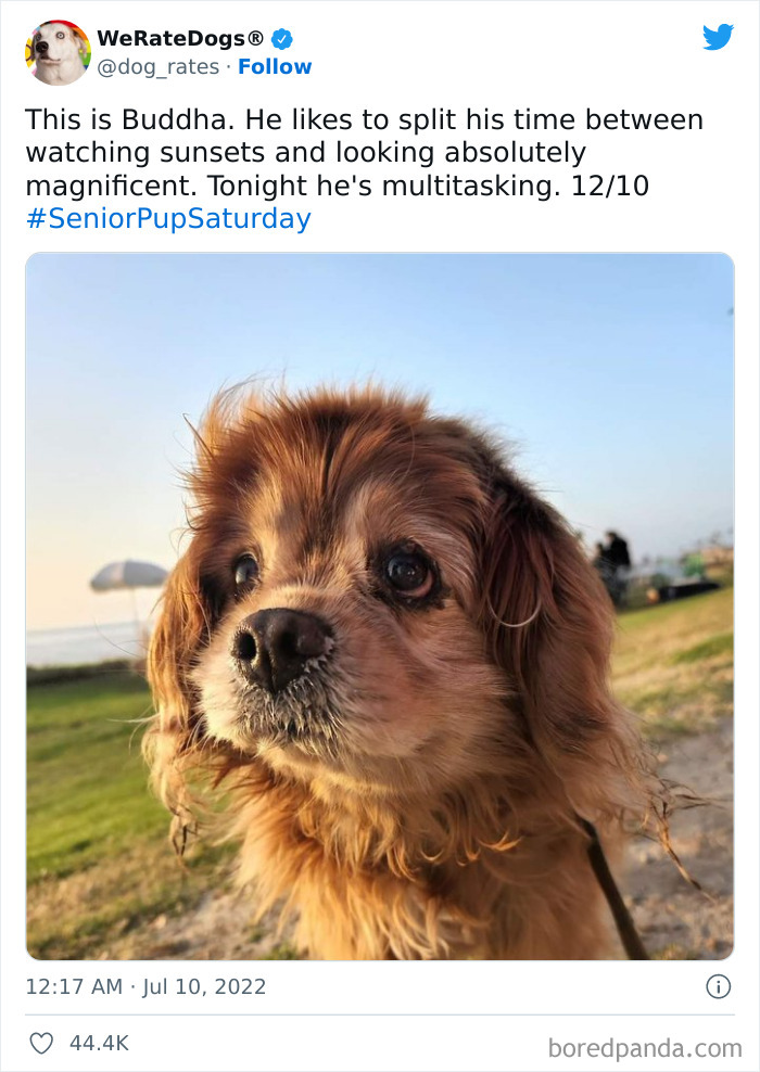 Funny-Dog-Rates-Twitter