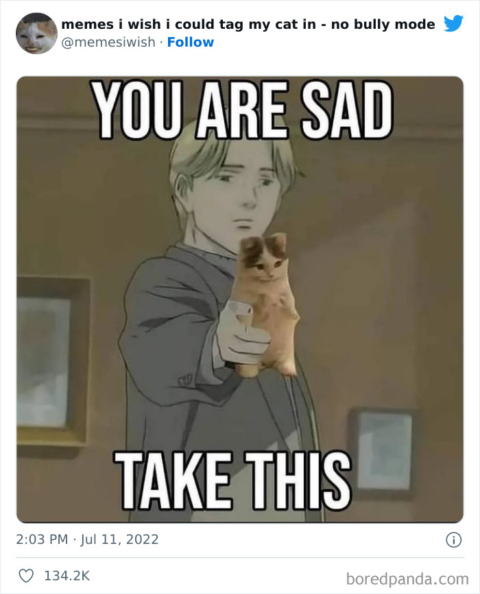 Funny-Relatable-Cat-Memes-Tweets