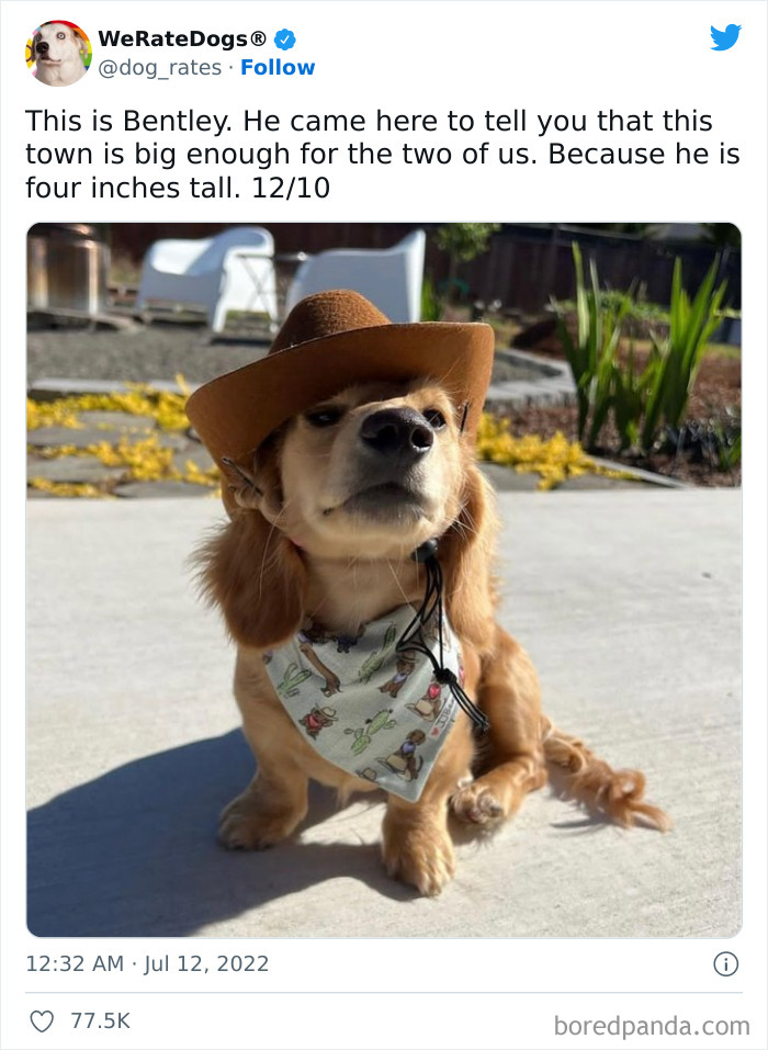 Funny-Dog-Rates-Twitter