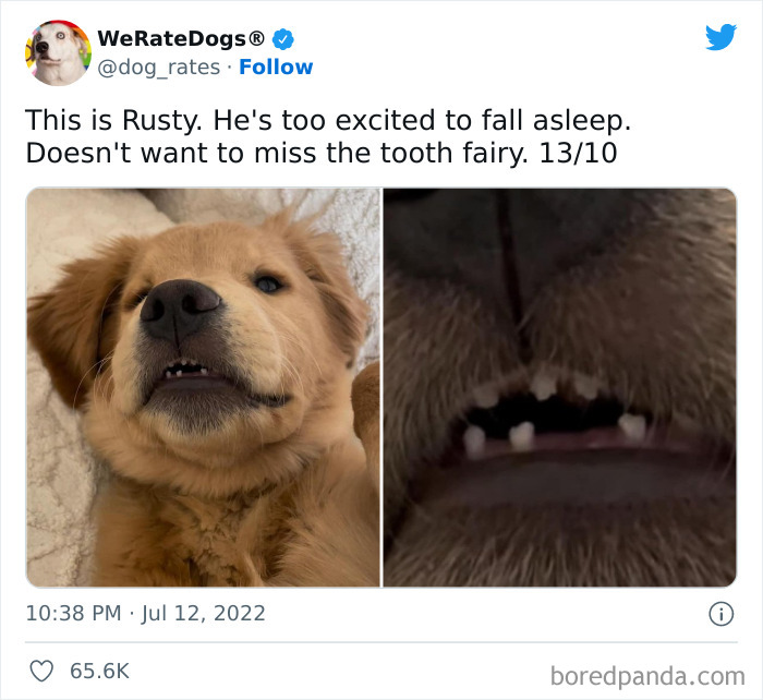 Funny-Dog-Rates-Twitter