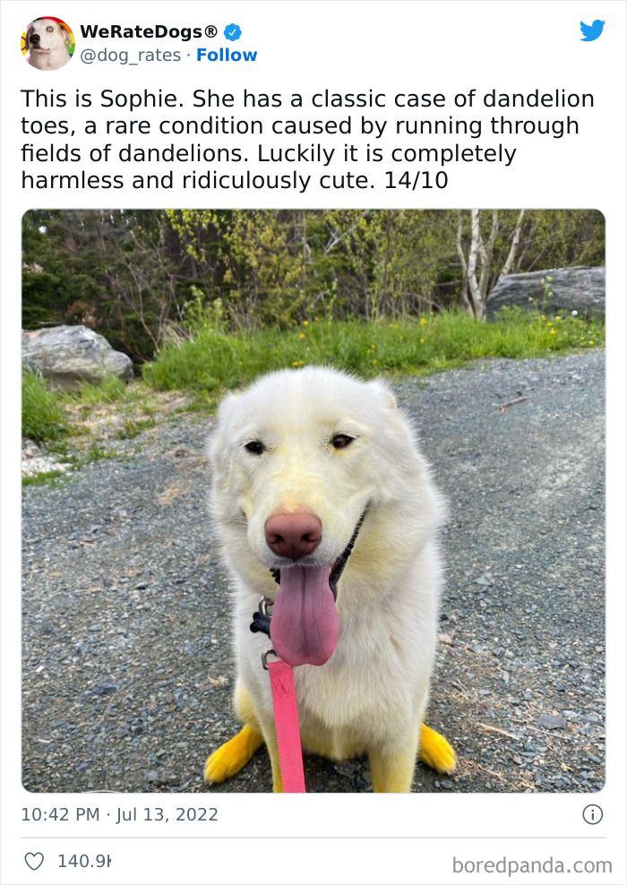 Funny-Dog-Rates-Twitter