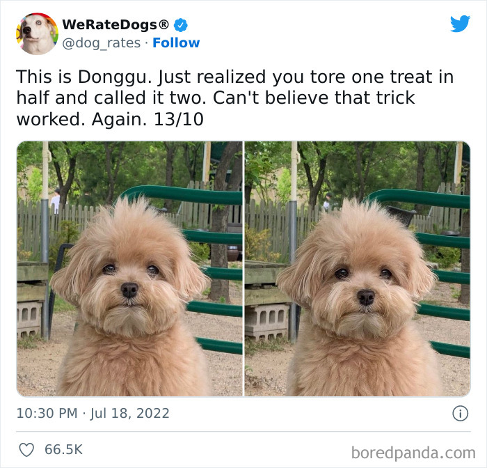 Funny-Dog-Rates-Twitter