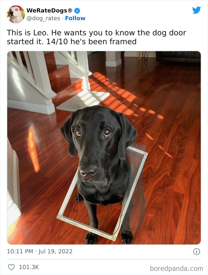 Funny-Dog-Rates-Twitter