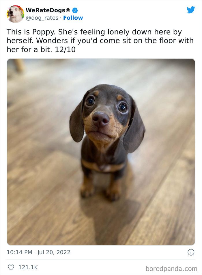 Funny-Dog-Rates-Twitter