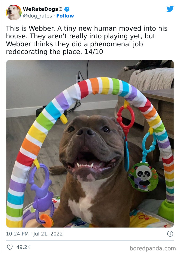 Funny-Dog-Rates-Twitter