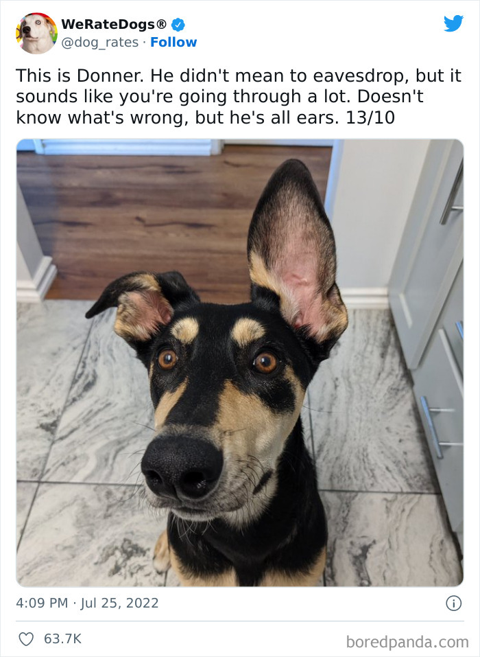 Funny-Dog-Rates-Twitter