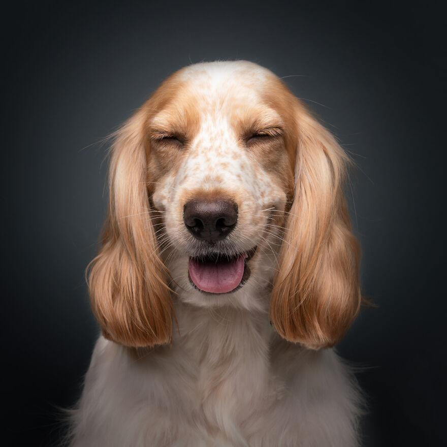 The 26 Finalists Of The 'Animal Friends Comedy Pet Photo Awards' Contest Have Been Announced