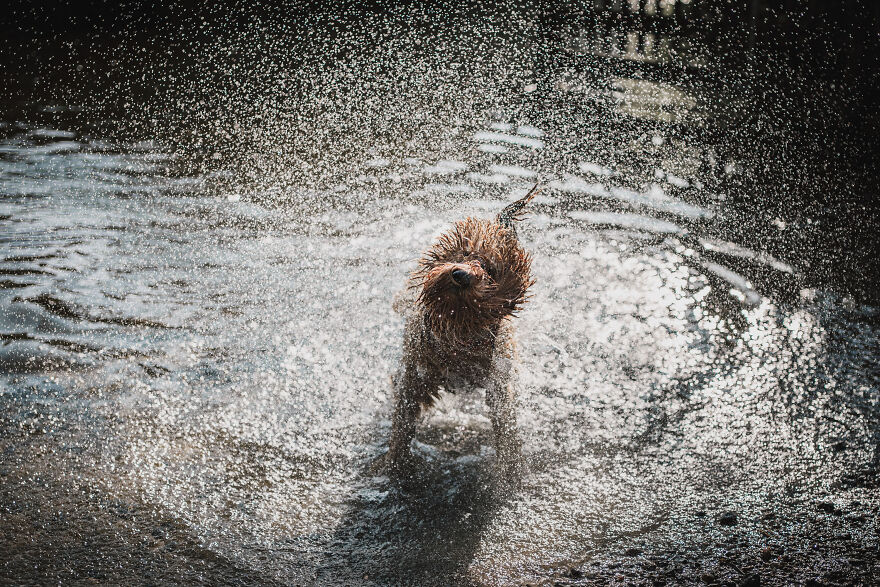 The 26 Finalists Of The 'Animal Friends Comedy Pet Photo Awards' Contest Have Been Announced