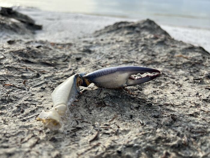 Massive Crab Claw