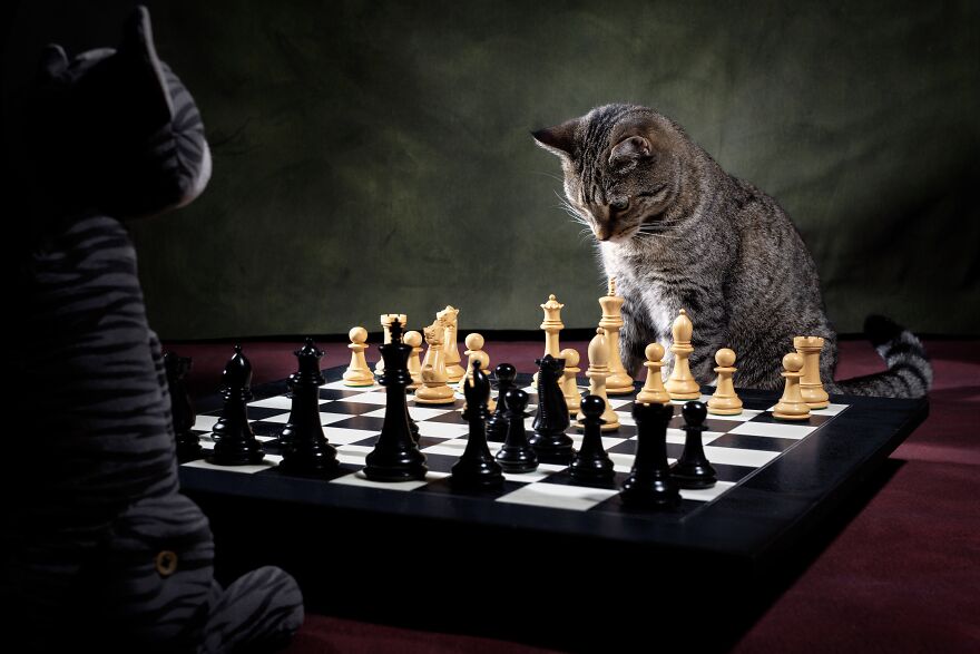 The 26 Finalists Of The 'Animal Friends Comedy Pet Photo Awards' Contest Have Been Announced