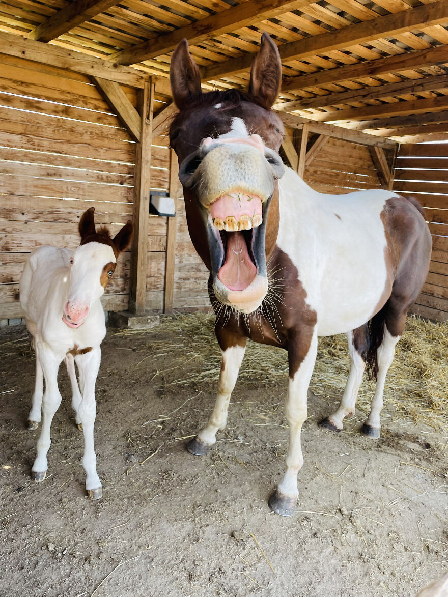 The 26 Finalists Of The 'Animal Friends Comedy Pet Photo Awards' Contest Have Been Announced