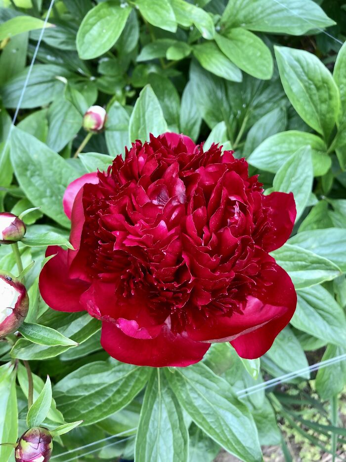Red Charm Peony