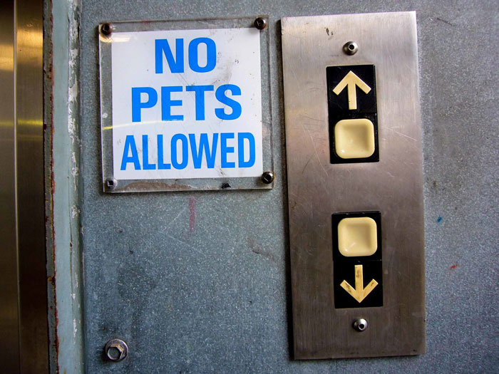 Woman Drops $4,000 For Pet-Free Family Vacation, SIL Tries To Sneak Her Dog Into Airbnb, Woman Cancels And Leaves SIL Stranded - 10