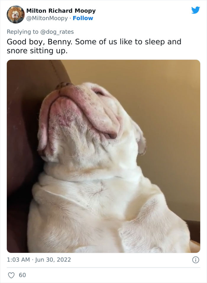 Guide-Pup-In-Training Falls Asleep During Important Photoshoot, And 11M People Can&rsquo;t Handle The Cuteness