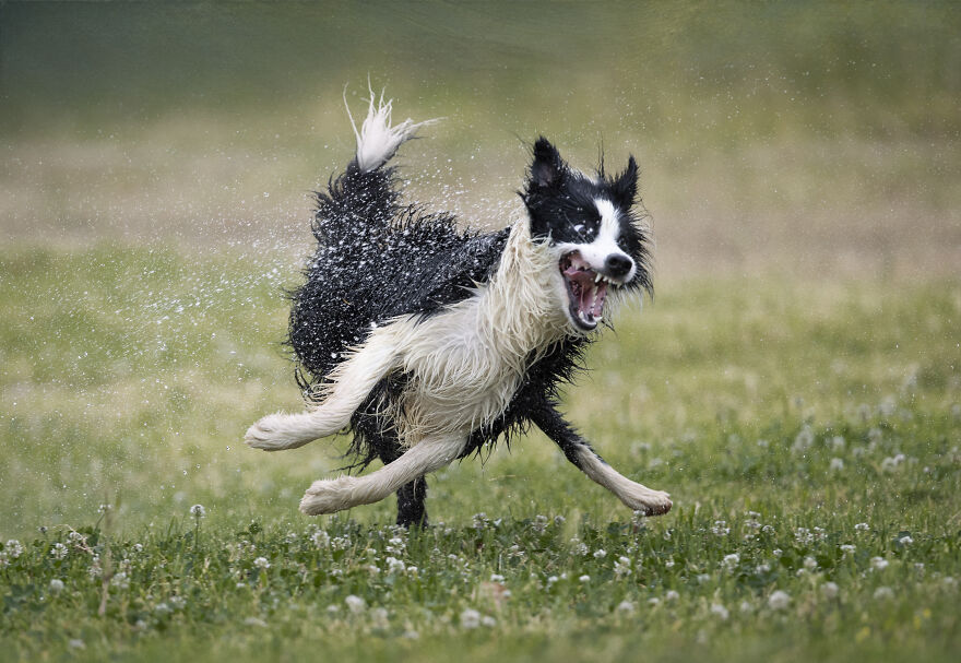 The 26 Finalists Of The 'Animal Friends Comedy Pet Photo Awards' Contest Have Been Announced
