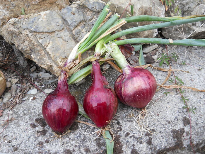 Someone Asked Folks Online To Share The Food They Never Grew Out Of Hating, And 30 People Delivered - 27