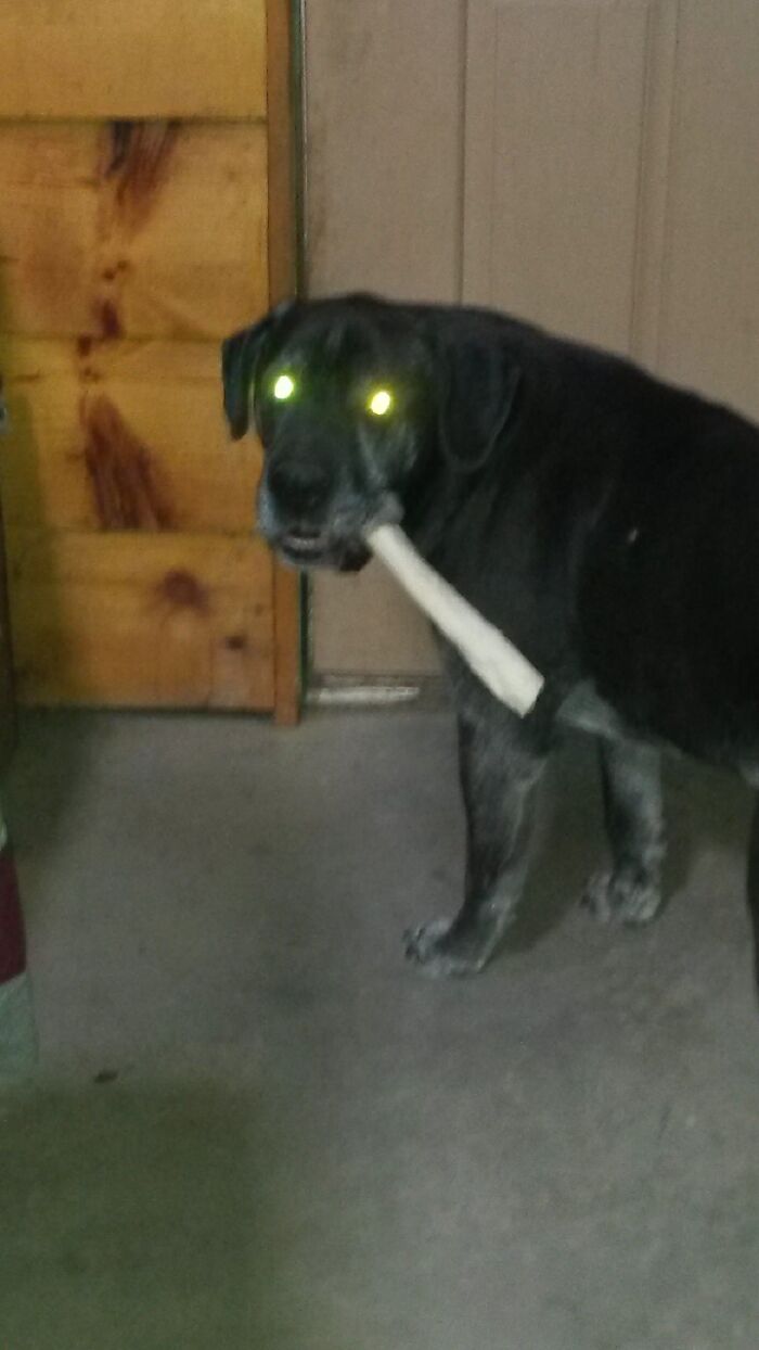 Cujo Wants To Bury His Bone