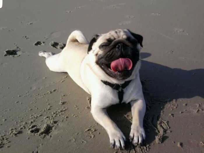 Good Pupper Soaking Up The Sun