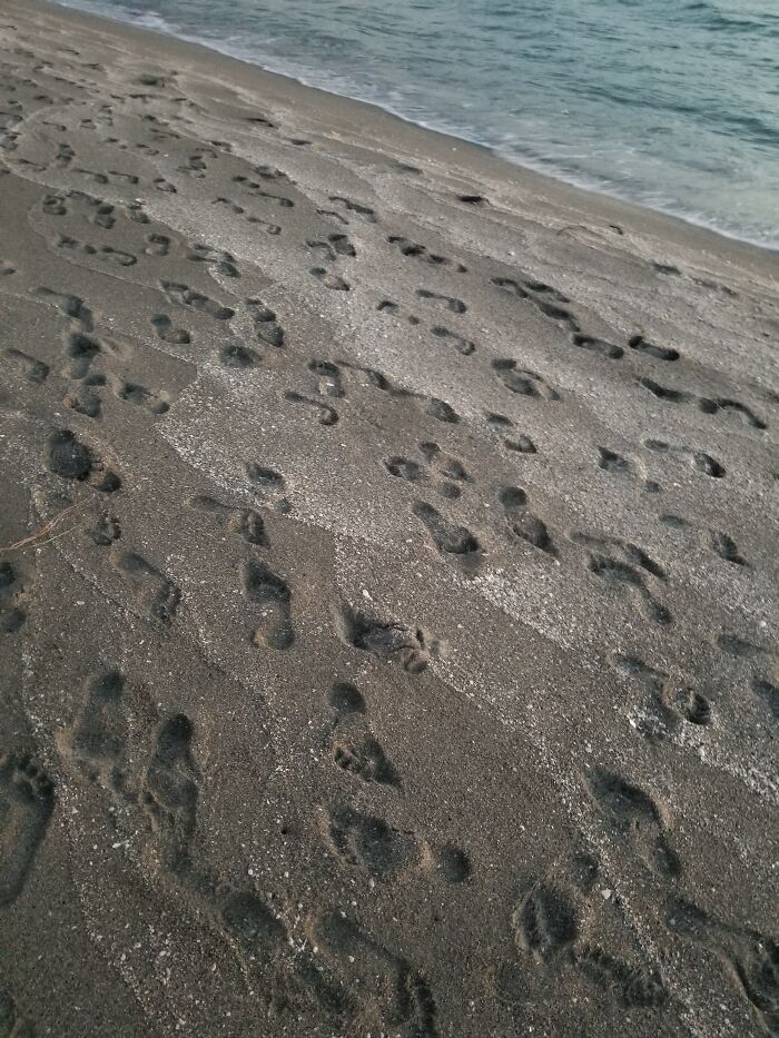 Walking On The Beach Barefoot Searching For Treasures From The Sea.