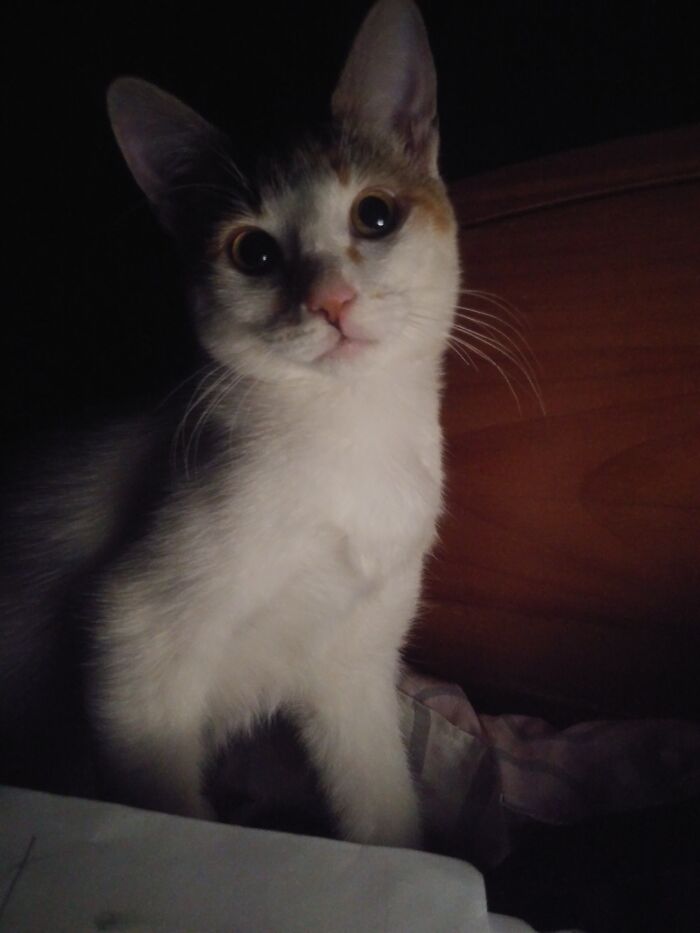 My Little Darkling Alice E. Kane. Shes Bratty But I Love Her