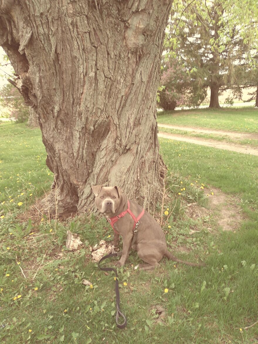 Huge Old Trees With A Pitbull Fir Scale And Cuteness