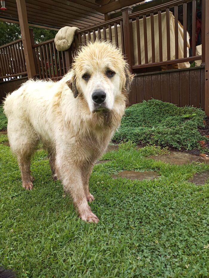 Rolling In The Mud Took A Toll