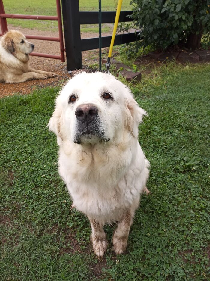 Pretty Girl Wanting To Be Petted (I Did Immediately After Taking This Picture)