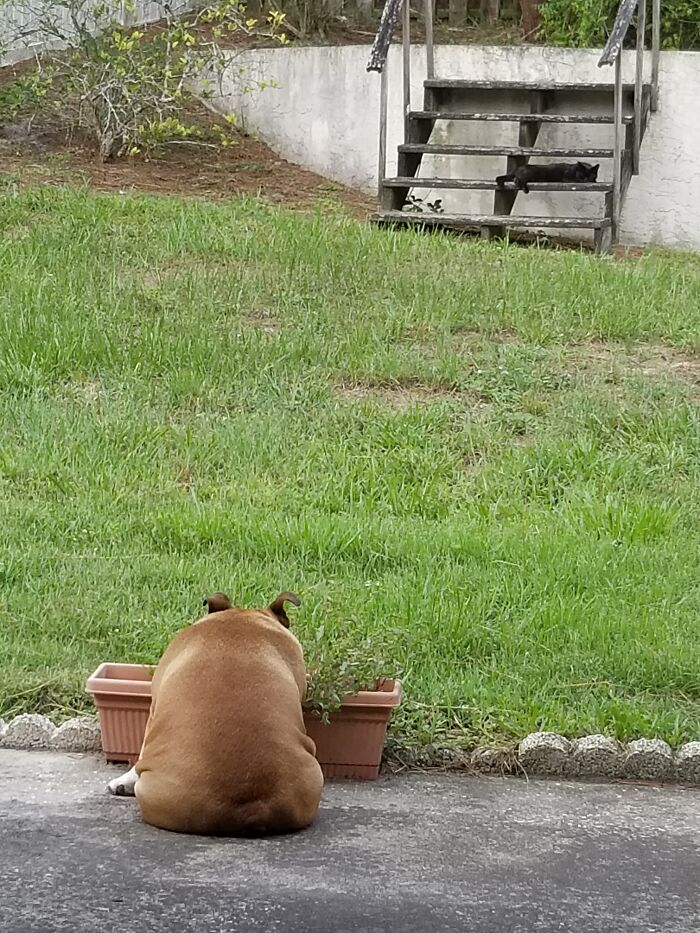 My Grand-Dog Tater And My Cat Catio In A Mexican Standoff In My Back Yard. She Restoling Her Head On The Planter Because She's Just So Darned Lazy.