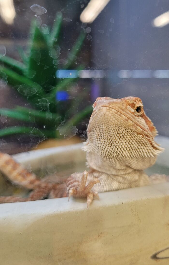 Close-up of a bearded dragon with textured skin behind a smudged glass, showing a funny wildlife photographing fail.