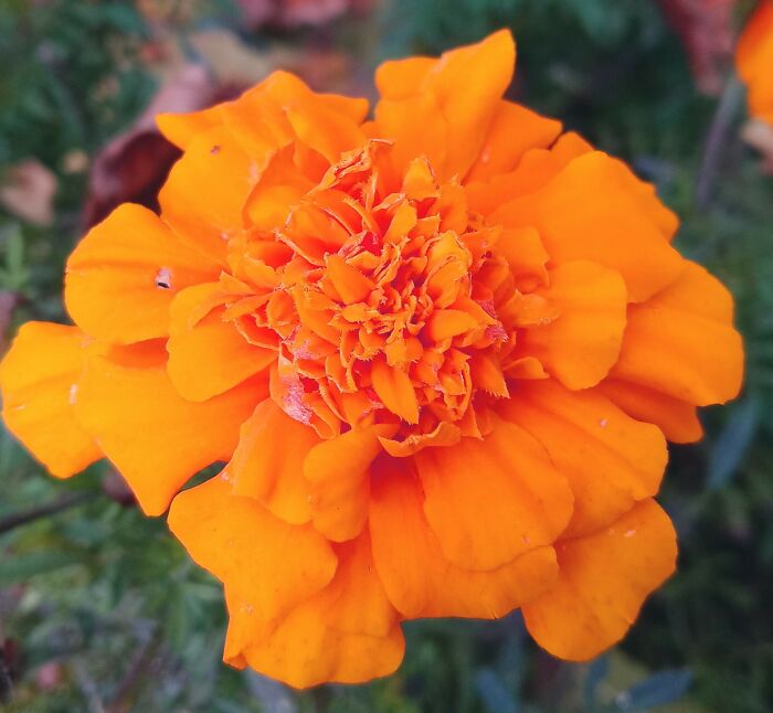 Orange Marigold
