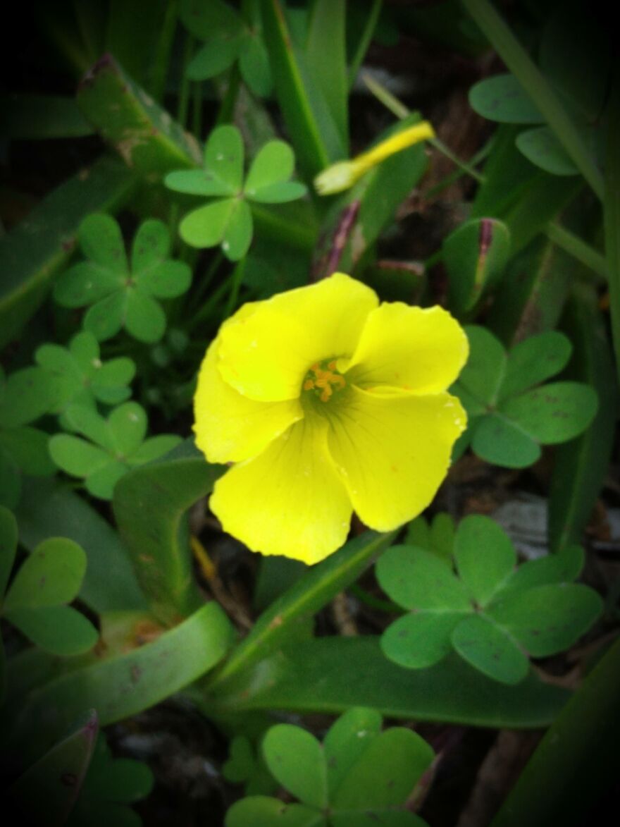 Amature Nature Pics Post'em If You Got 'Em..