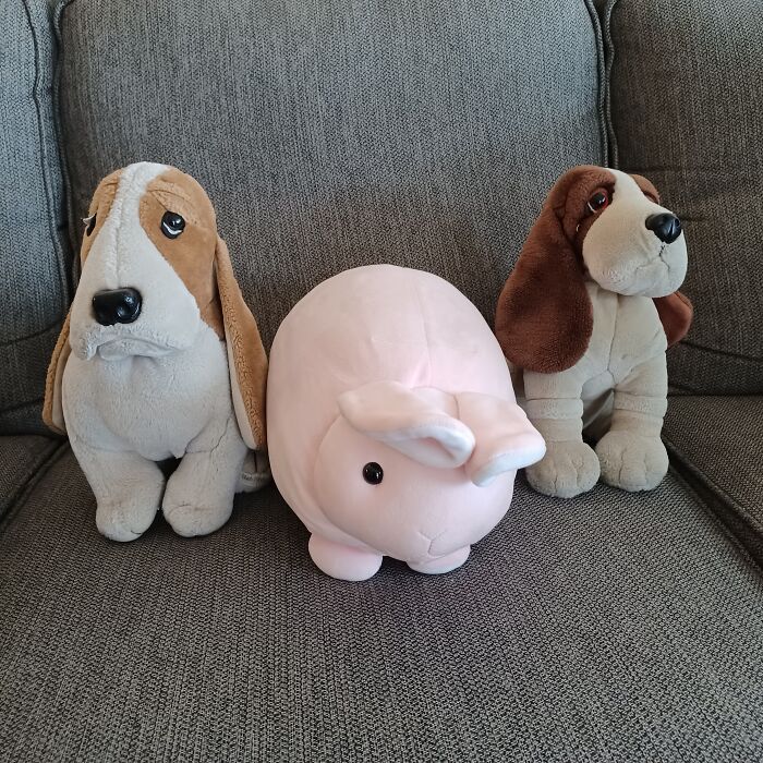 Roscoe, Bunny, And Rupert. Roscoe And Rupert Sleep With My Husband And Bunny Sleeps With Me. My Friend Sent Bunny To Me When I Was Going Through A Serious Health Issue Last Year. Roscoe And Rupert Gave My Husband Comfort.