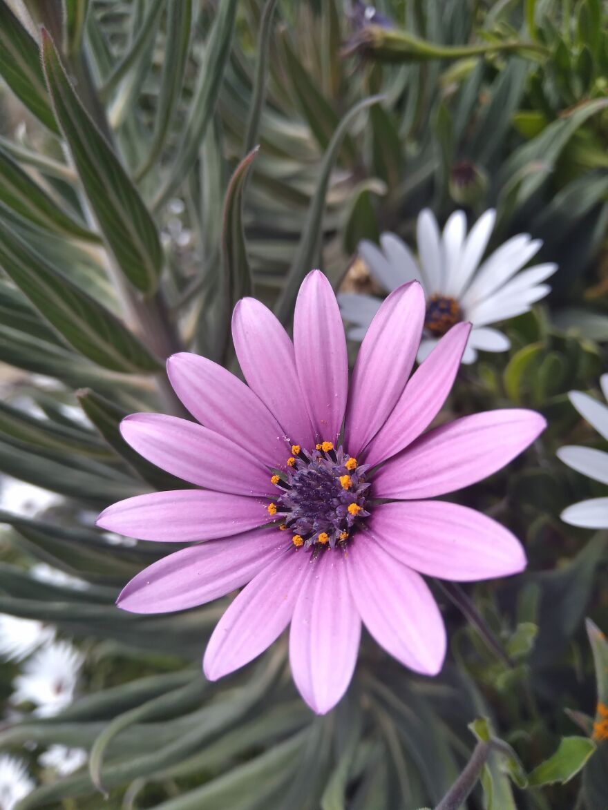 Amature Nature Pics Post'em If You Got 'Em..