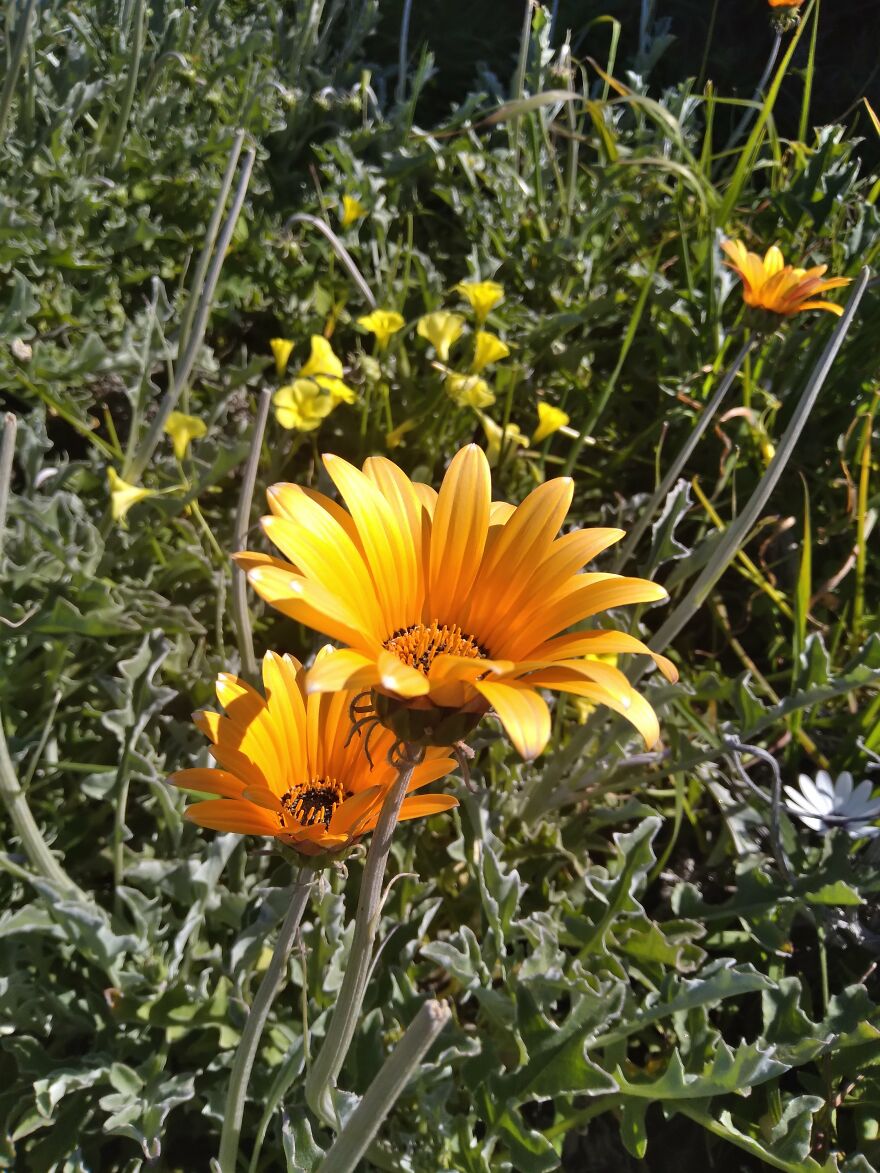 Amature Nature Pics Post'em If You Got 'Em..