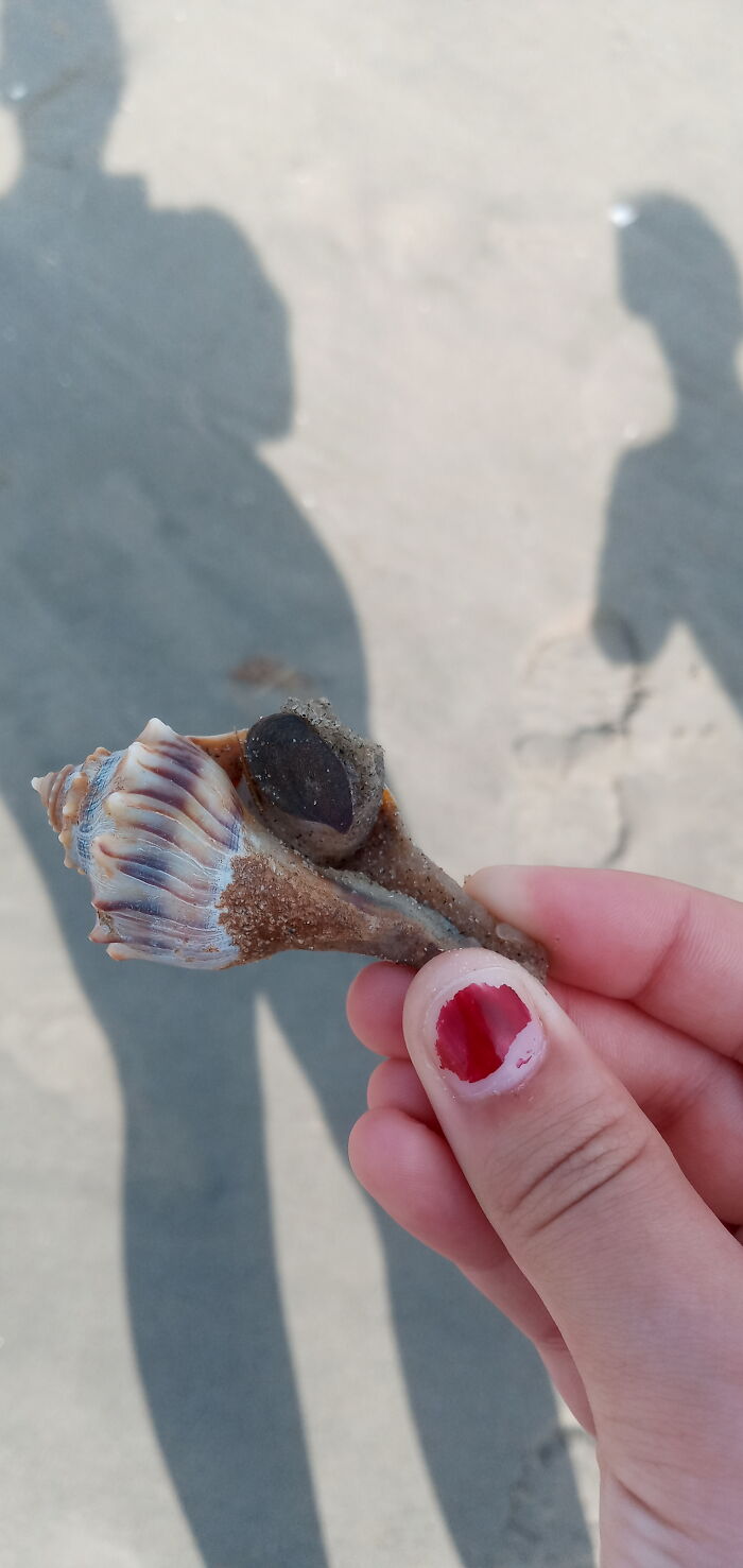 A Little Guy I Found Hanging Out In Delaware